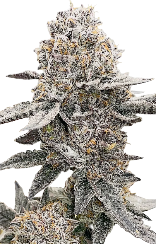 Close-up of a frost-covered cannabis plant on a white background