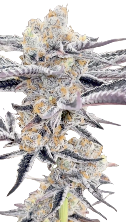 Close-up of a cannabis plant with frost on its buds