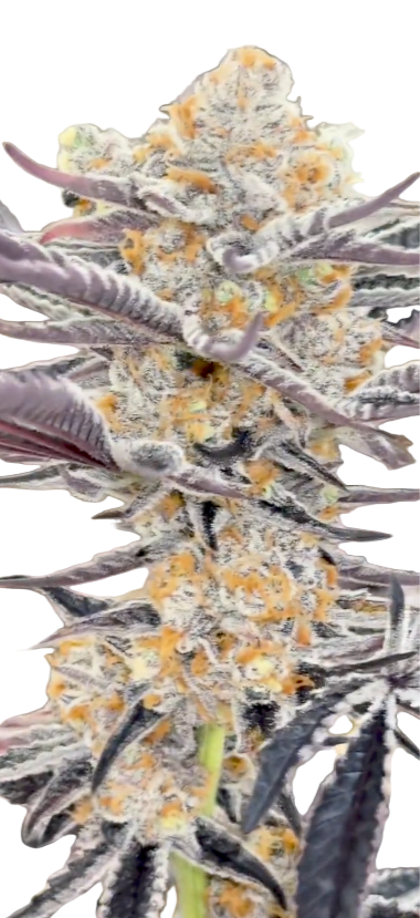 Close-up of a plant with purple leaves and yellowish flowers.