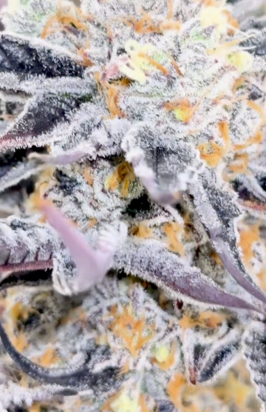Close-up of a cannabis plant with frost on its leaves