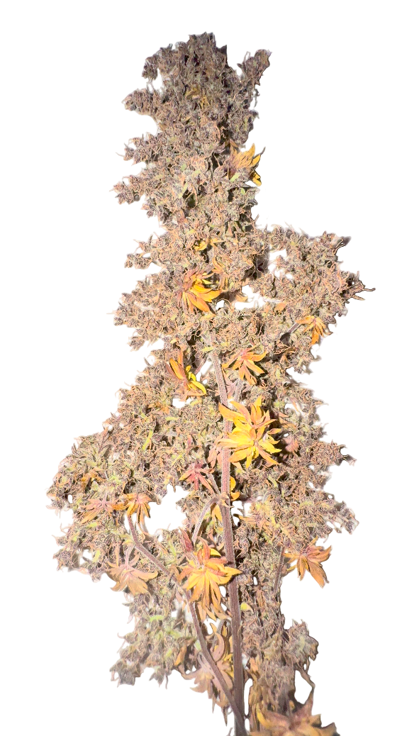 Purple Cannabis Bud on blank background