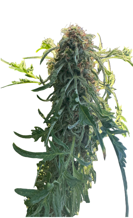 Close-up of a cannabis plant on a blank background