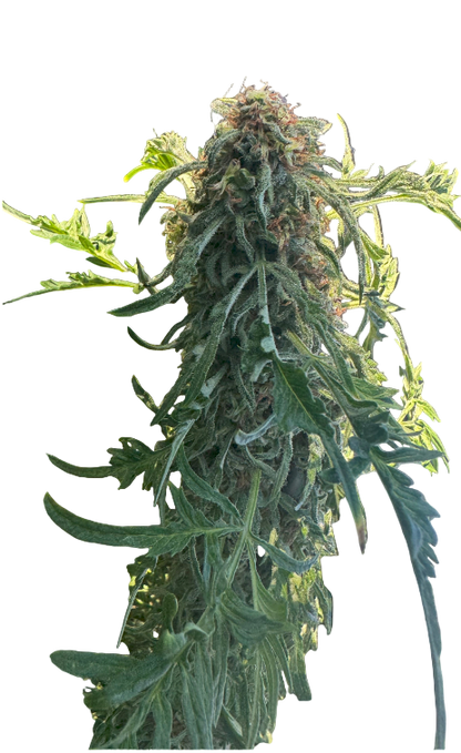 Close-up of a cannabis plant on a blank background