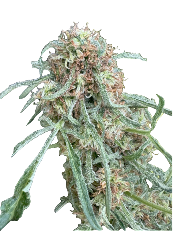 Close-up of a cannabis plant bud with a blank background