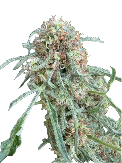 Close-up of a cannabis plant bud with a blank background