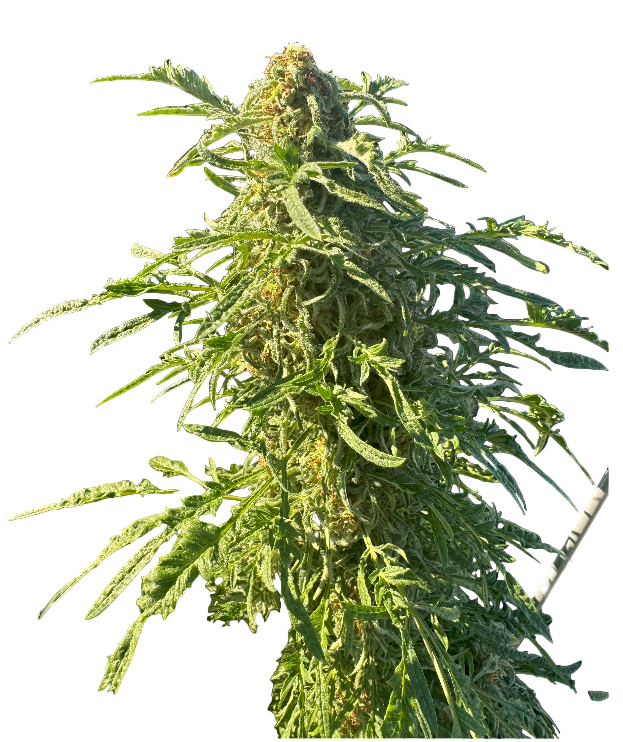 Close-up of a cannabis plant on a blank background