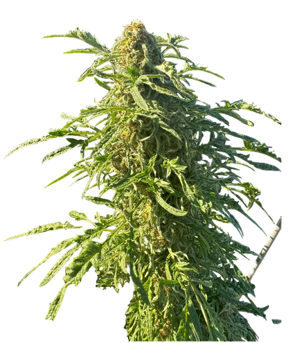 Close-up of a cannabis plant on a blank background