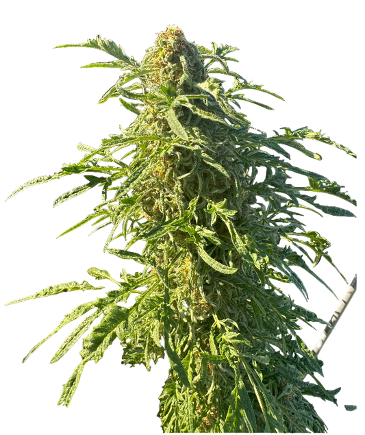 Close-up of a cannabis plant on a blank background