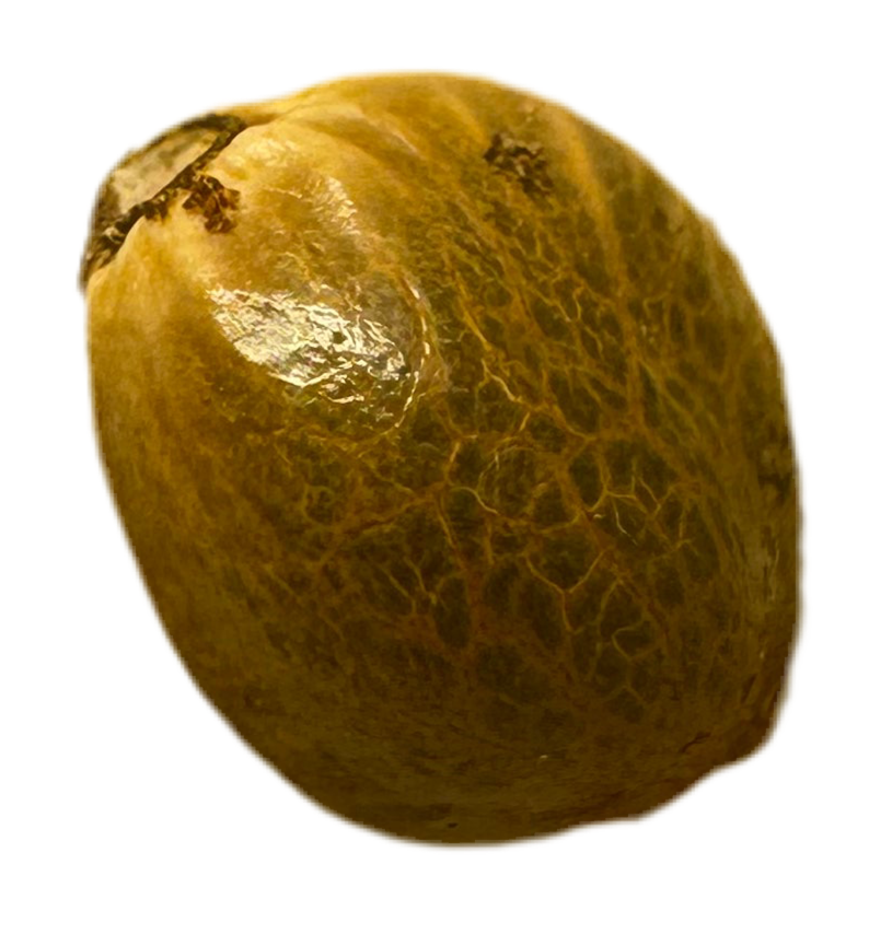 Showing the Physical Product a Mutant Chocolate Freakshow Cannabis Seed in a close up photo showing the details of the seed