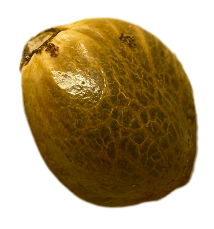 Showing the Physical Product a Mutant Chocolate Freakshow Cannabis Seed in a close up photo showing the details of the seed