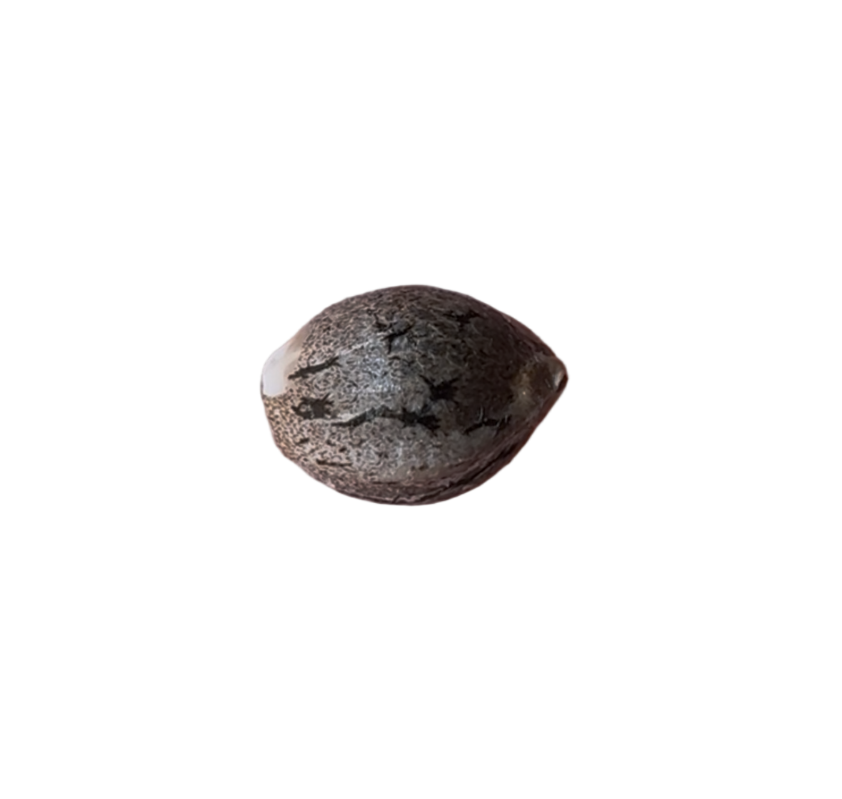 Small seed on a blank background