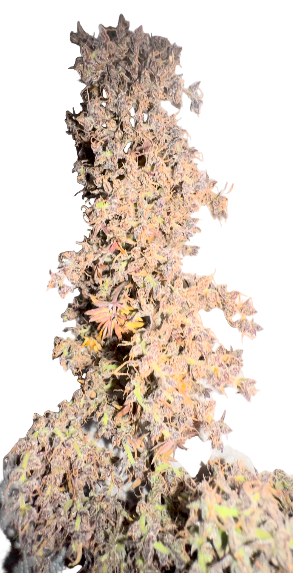 An Airy sativa cannabis bud with mutated leaf on a blank background