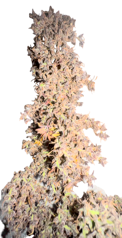 An Airy sativa cannabis bud with mutated leaf on a blank background