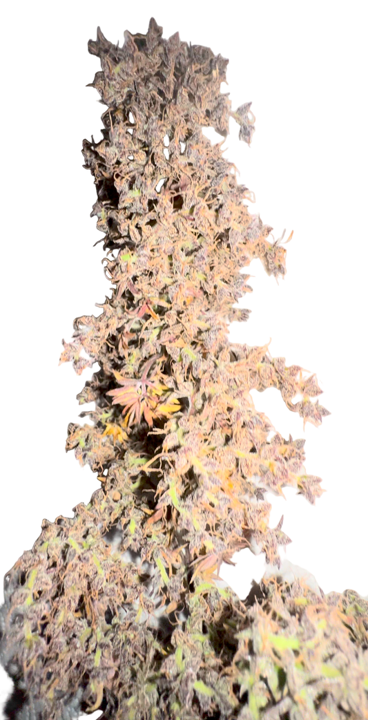 An Airy sativa cannabis bud with mutated leaf on a blank background