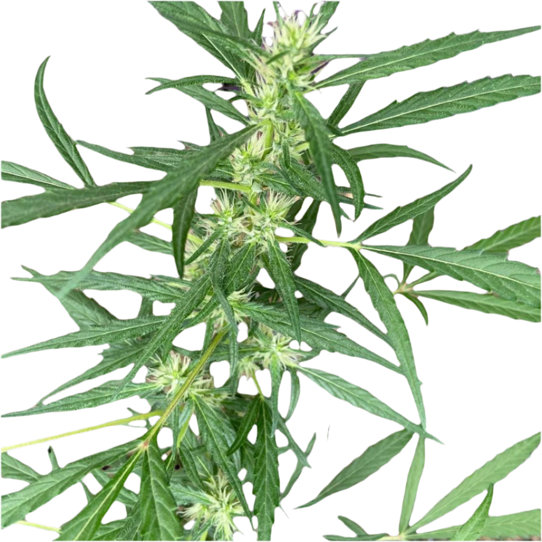 A cannabis plant with green leaves and budding flowers, showing a healthy, living structure indicative of the Nepal landrace seeds.