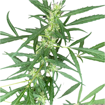 A cannabis plant with green leaves and budding flowers, showing a healthy, living structure indicative of the Nepal landrace seeds.