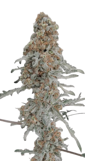 Close-up of a mutant fern leaf cannabis plant bud on a white background