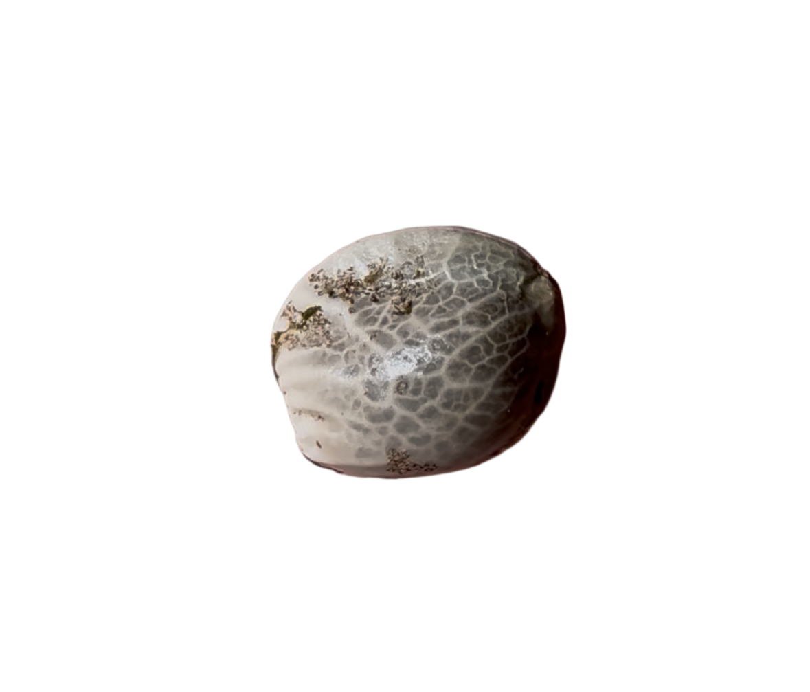 Round stone-like cannabis seed on a white background