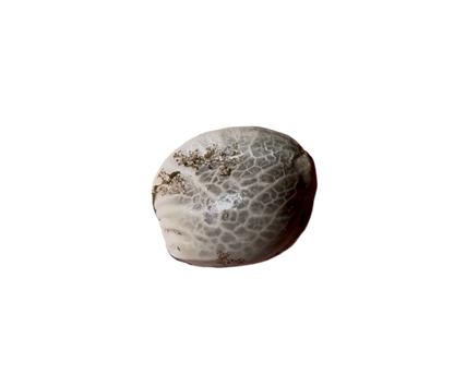 Round stone-like cannabis seed on a white background