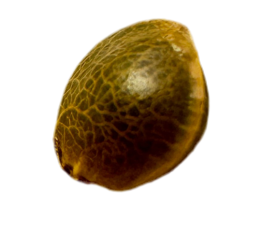 Brown textured seed on a white background