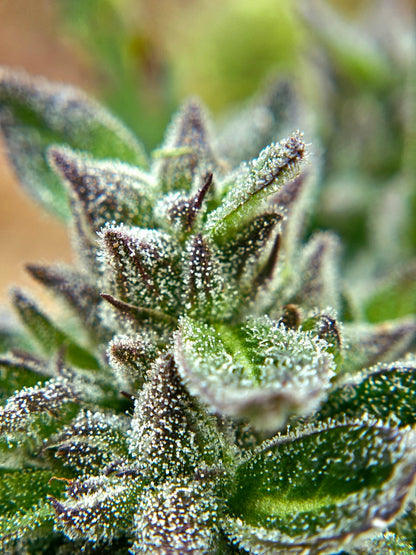 Northern Lights Green Pheno Regular Photoperiod Seeds – Maine Open Field
