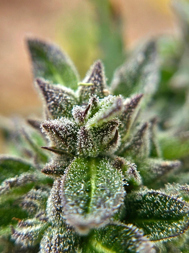 Northern Lights Green Pheno Regular Photoperiod Seeds – Maine Open Field