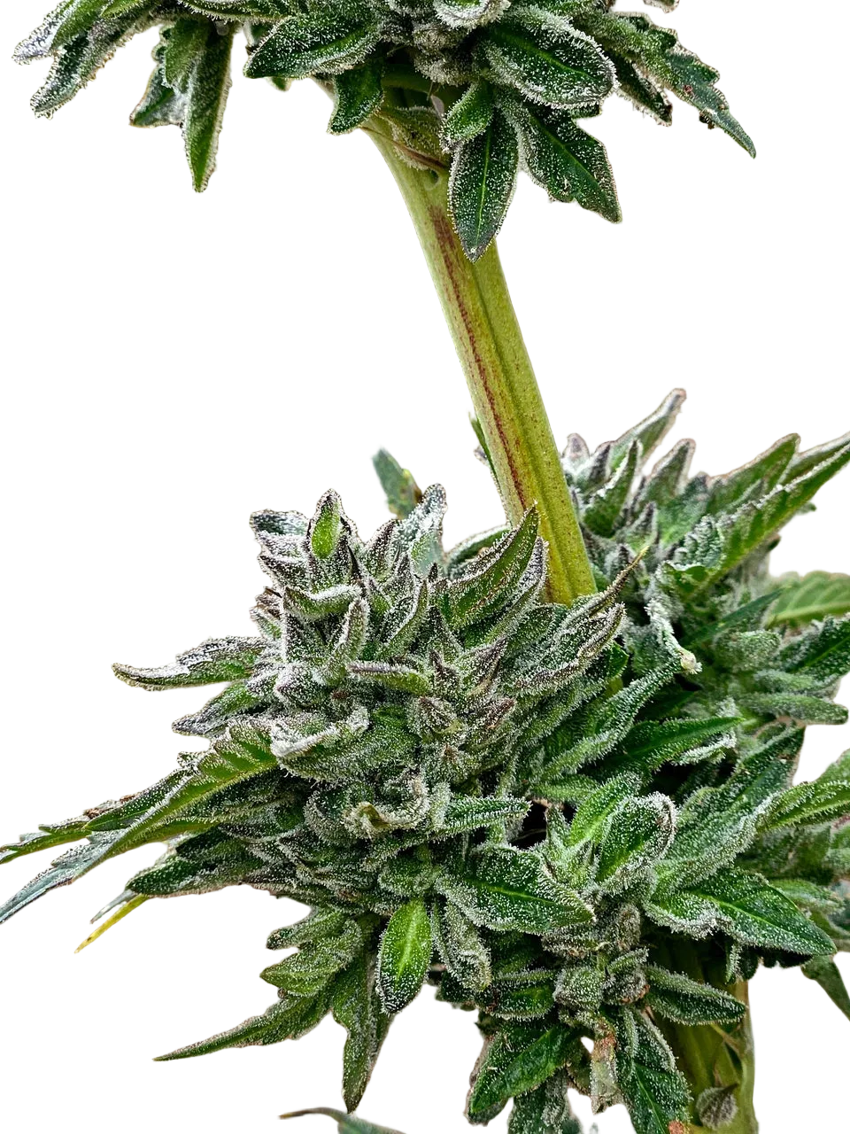 Northern Lights Green Pheno Regular Photoperiod Seeds – Maine Open Field