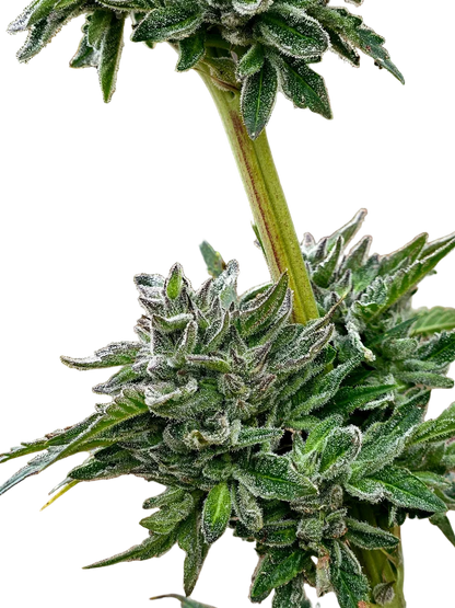 Northern Lights Green Pheno Regular Photoperiod Seeds – Maine Open Field