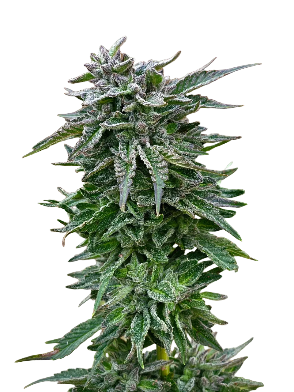 Northern Lights Green Pheno Regular Photoperiod Seeds – Maine Open Field