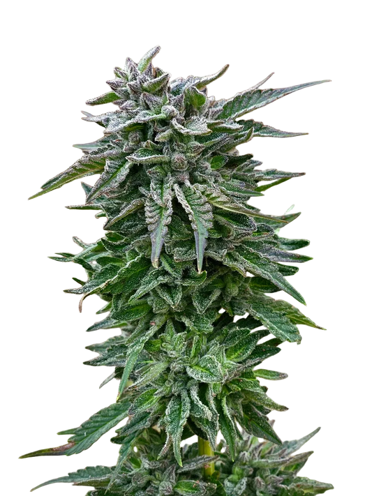 Northern Lights Green Pheno Regular Photoperiod Seeds – Maine Open Field