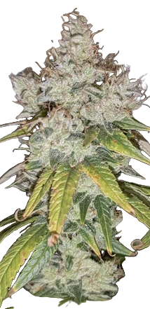 Close-up of a cannabis plant with green and white buds on a white background