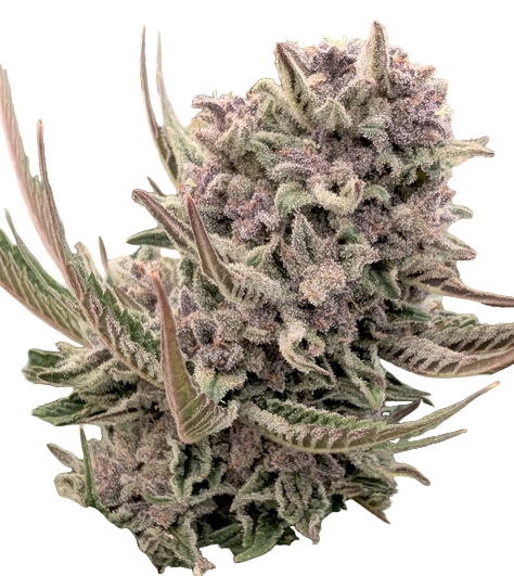 Close-up of a cannabis plant bud with green and purple hues on a white background