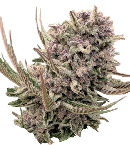 Close-up of a cannabis plant bud with green and purple hues on a white background