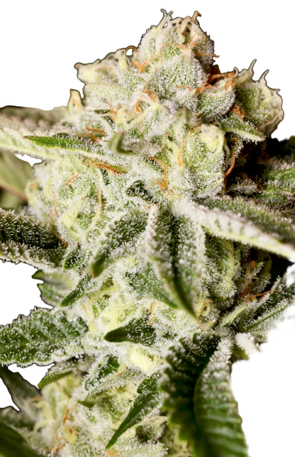 Close-up of a cannabis plant with frosty buds on a white background