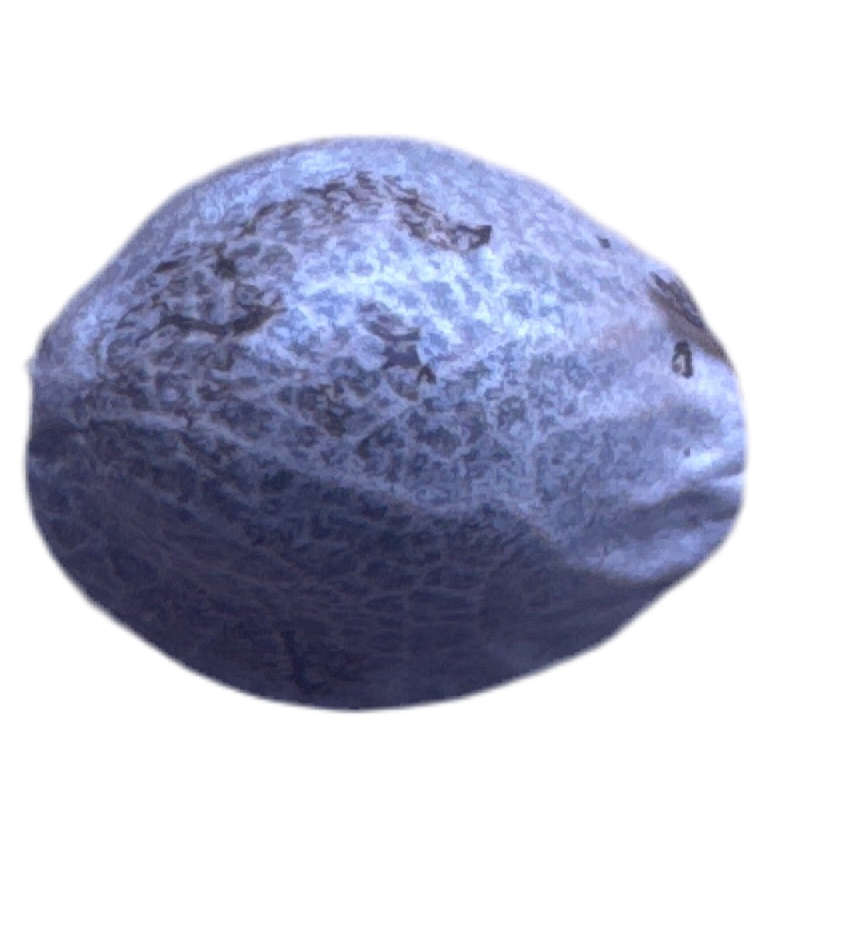 Blue grey cannabis seed with a textured surface on a white background