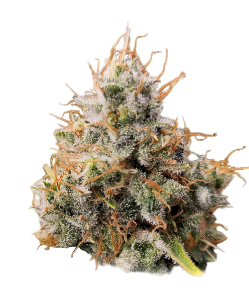 Close-up of a cannabis bud with a white background