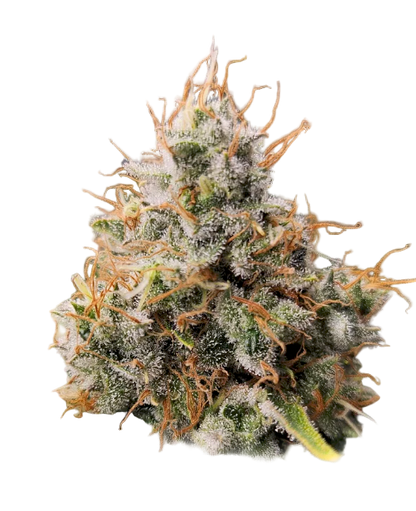 Close-up of a cannabis bud with a white background