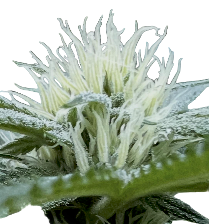 Close-up of a cannabis plant with frost on its leaves
