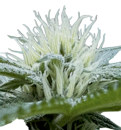 Close-up of a cannabis plant with frost on its leaves
