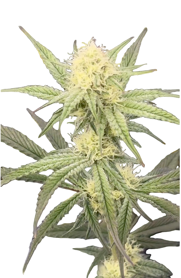 Close-up of a cannabis plant with green leaves and yellowish buds on a white background