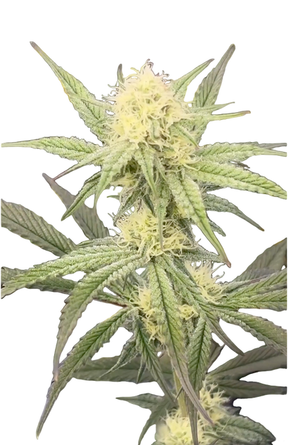 Close-up of a cannabis plant with green leaves and yellowish buds on a white background