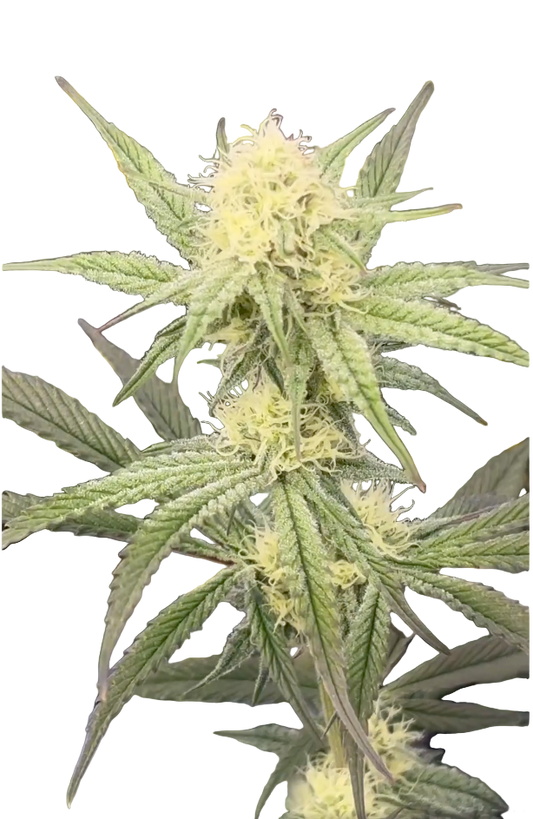 Close-up of a cannabis plant with green leaves and yellowish buds on a white background