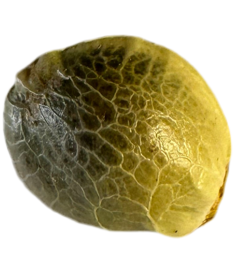 Close-up of a cracking stone patterned cannabis seed with a white background