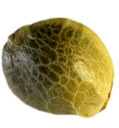 Close-up of a cracking stone patterned cannabis seed with a white background