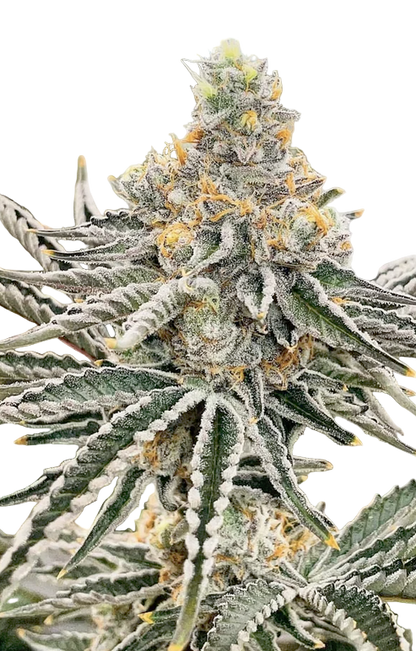 PBJ Feminized Single Seed