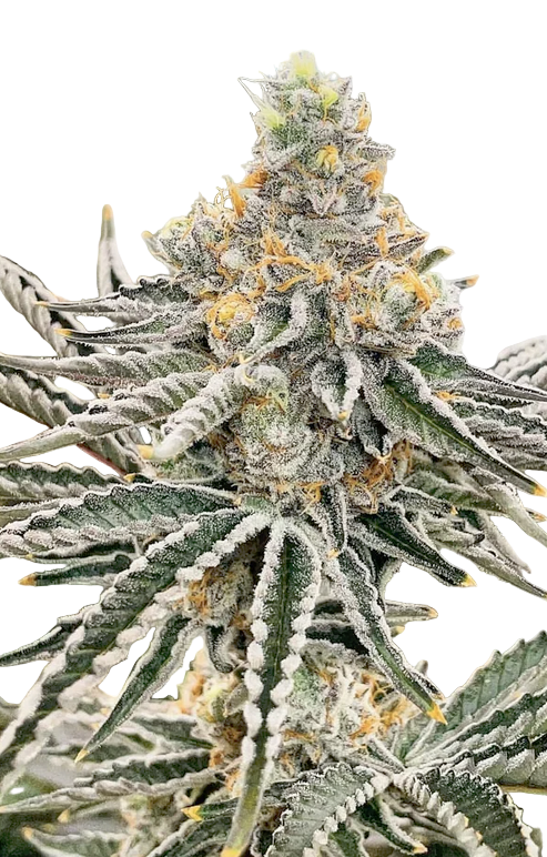 Close-up of a cannabis plant with frost on its leaves against a white background