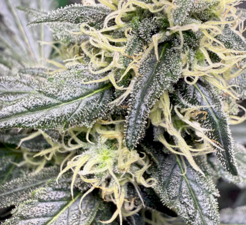 Close-up of a cannabis plant with frost on its leaves