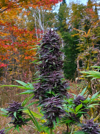 Purple Haze Light Purple Pheno Regular Photoperiod Seeds – Maine Open Field