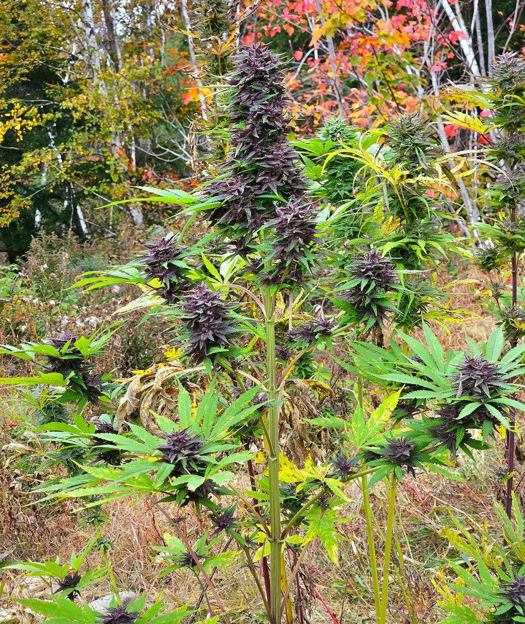 Purple Haze Light Purple Pheno Regular Photoperiod Seeds – Maine Open Field