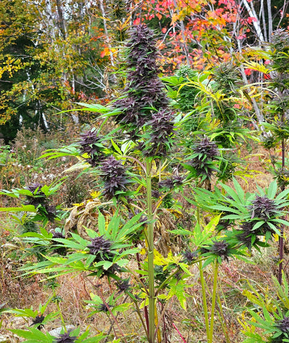 Purple Haze Light Purple Pheno Regular Photoperiod Seeds – Maine Open Field